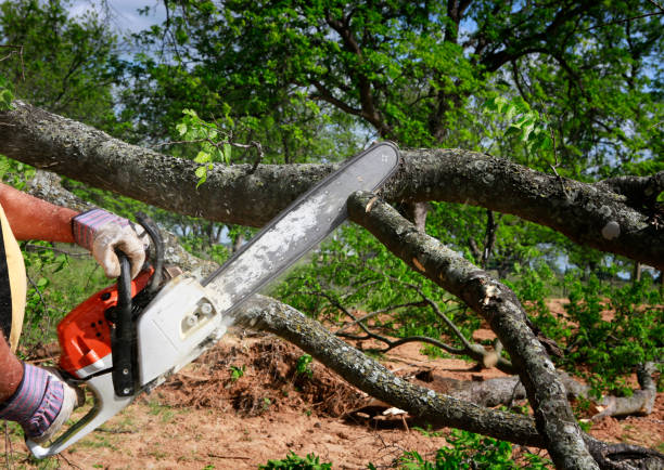 Leaf Removal in Marina Del Rey, CA